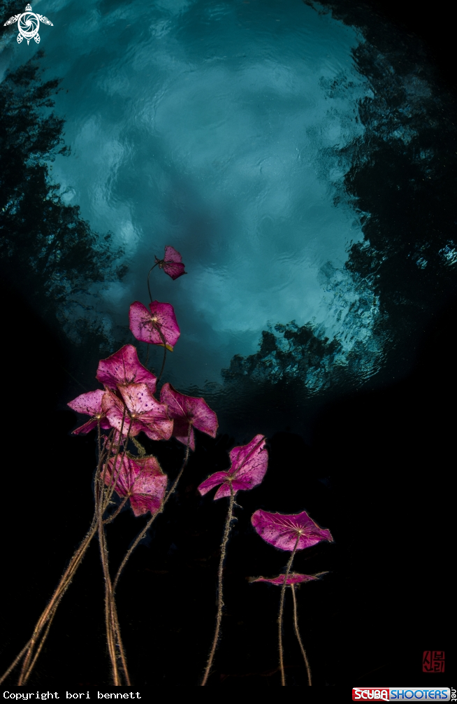 A Lily Pad