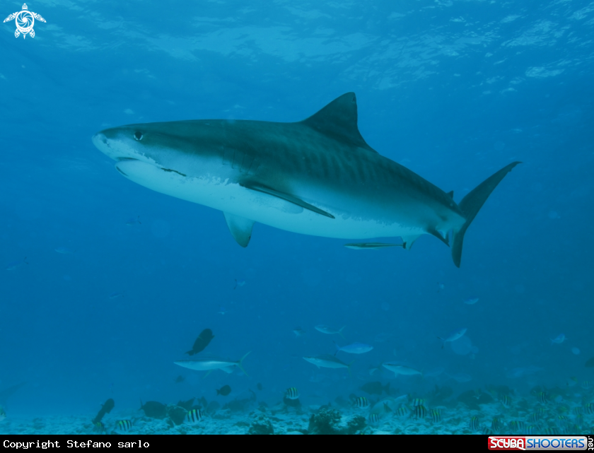 A Tiger Shark