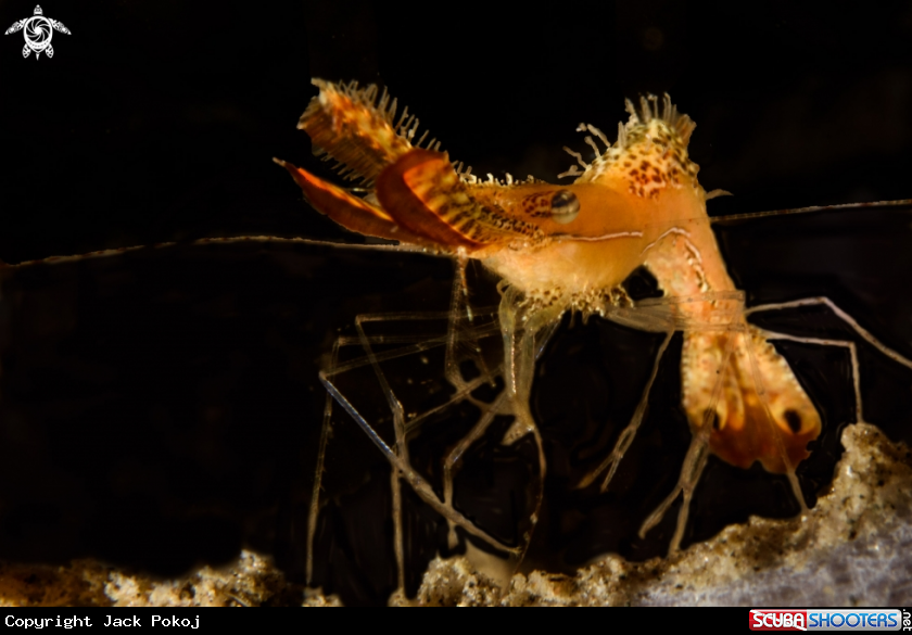 A Donald Duck shrimp