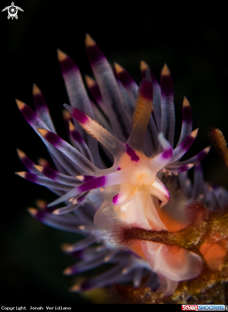 A Flabelline rubrolineolata