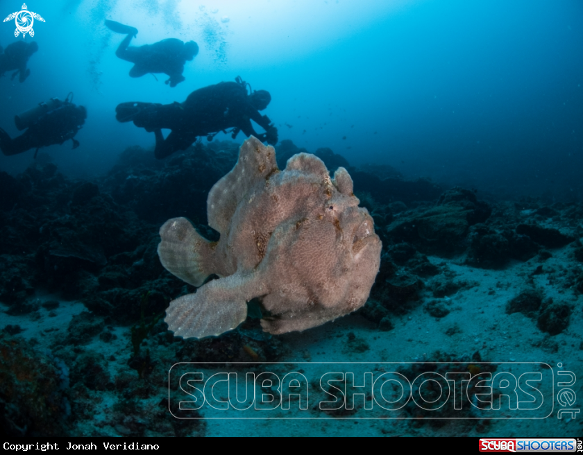 A Giant frogfish