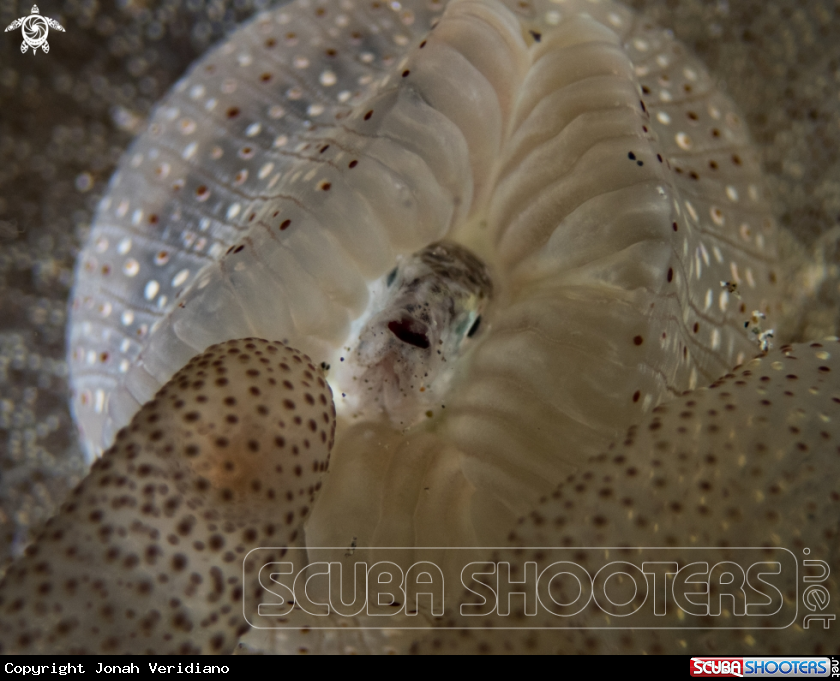 A Anemone