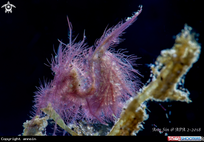 A Phycocaris simulans