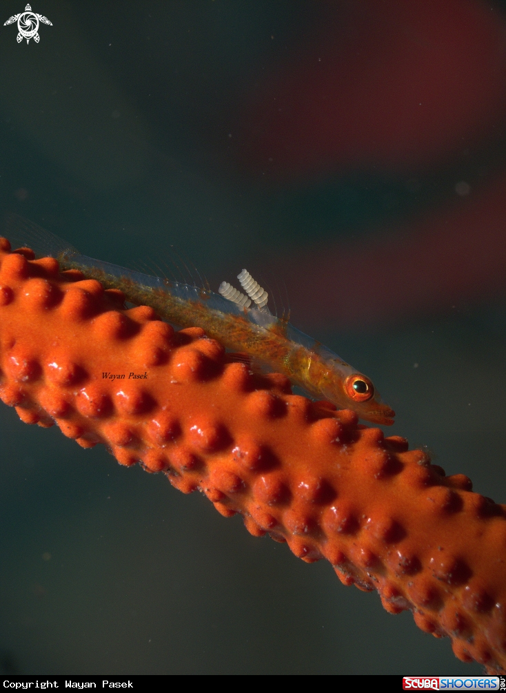 A Goby