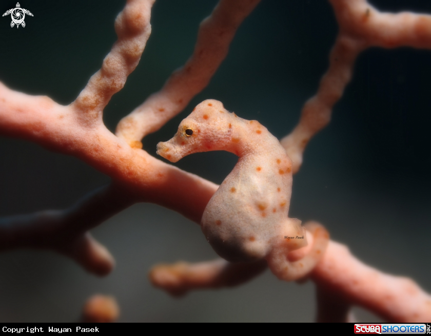 A Pygmy Seahorse