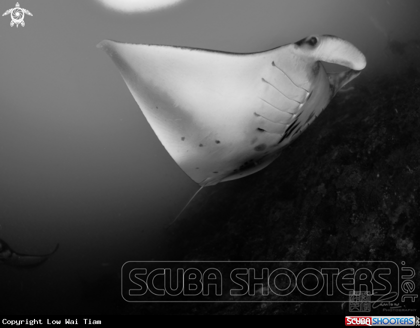 A Giant Oceanic Manta