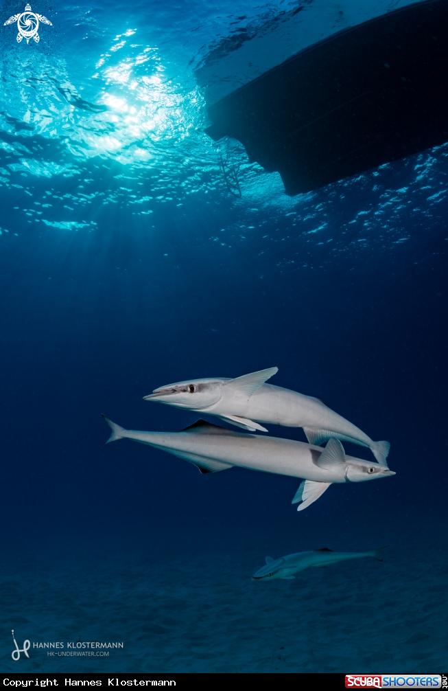 A Remora