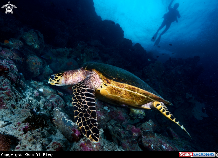 A Turtle