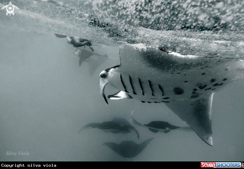 A Reef Manta Ray