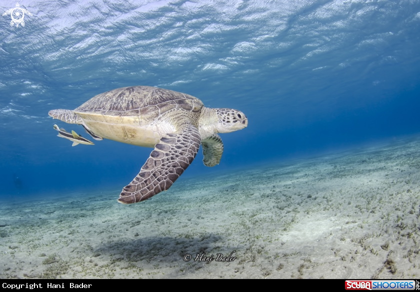 A Green turtle