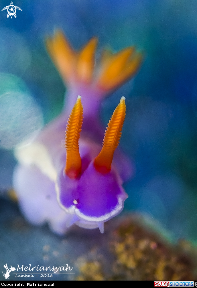 A Chromodoris Nudibranch