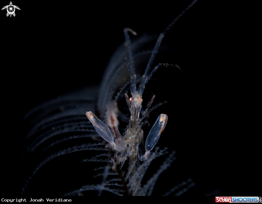 A Skeleton shrimp
