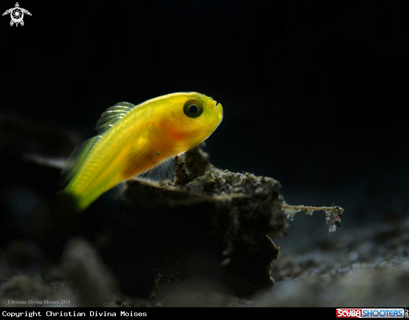 A Yellow Pygmy Goby