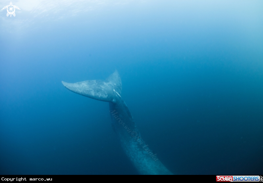 A Blue whale