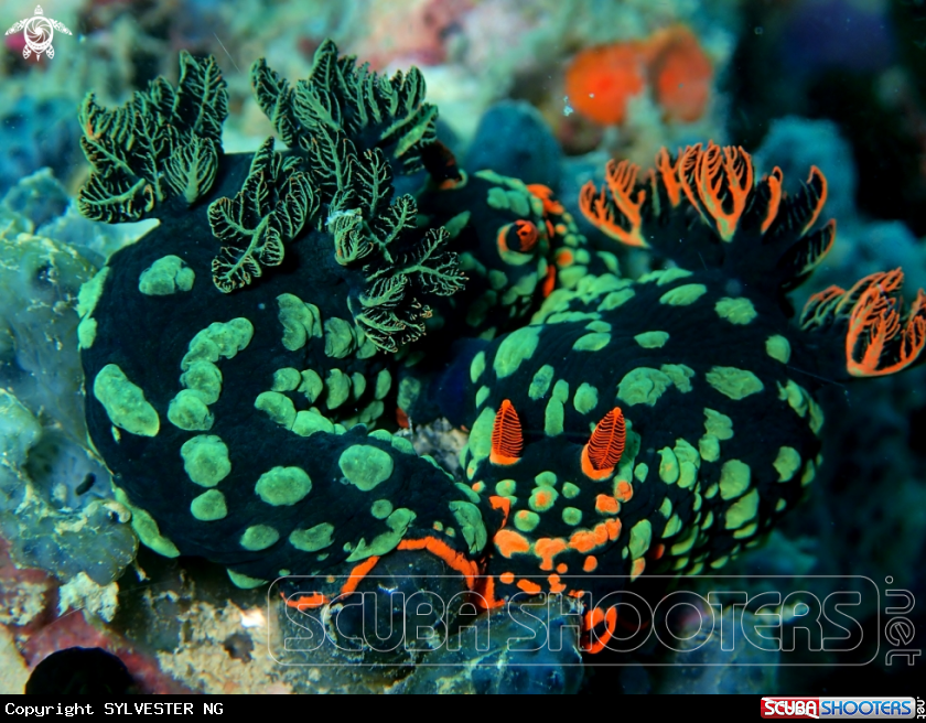 A Nembrotha kubaryana