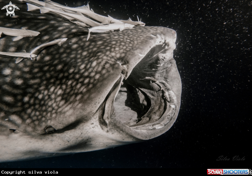 A Whale Shark