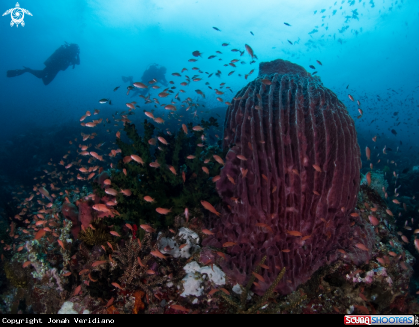 A Barrel sponge with divers