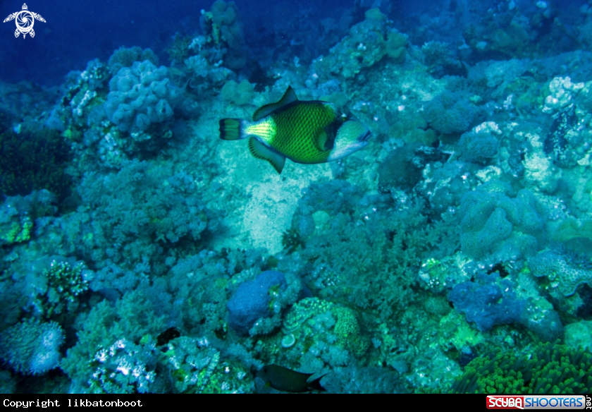 A TRIGGERFISH