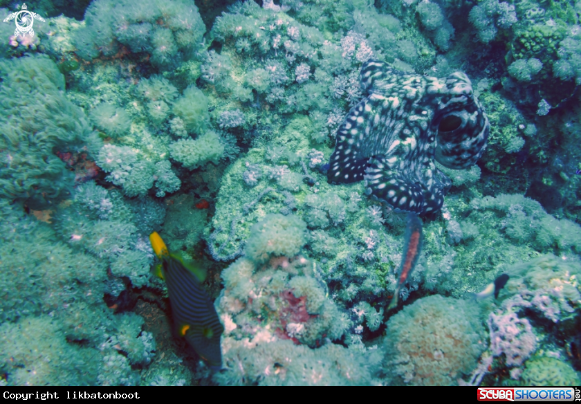 A COMMON OCTOPUS