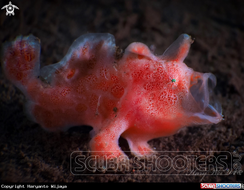 A Frogfish