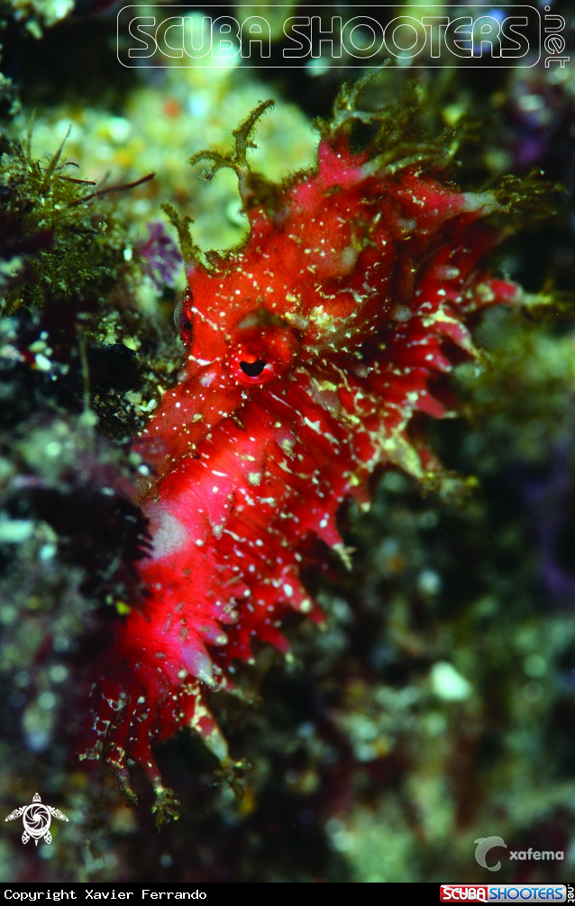 A Caballito de mar - Sea horse