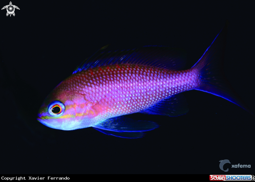 A Anthias