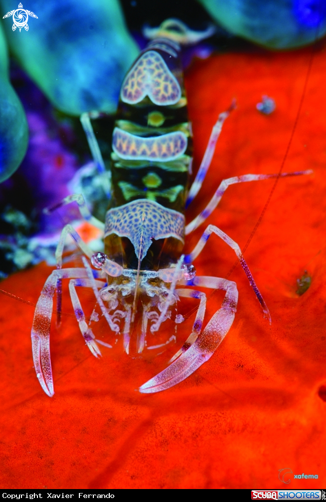 A Anemone shrimp