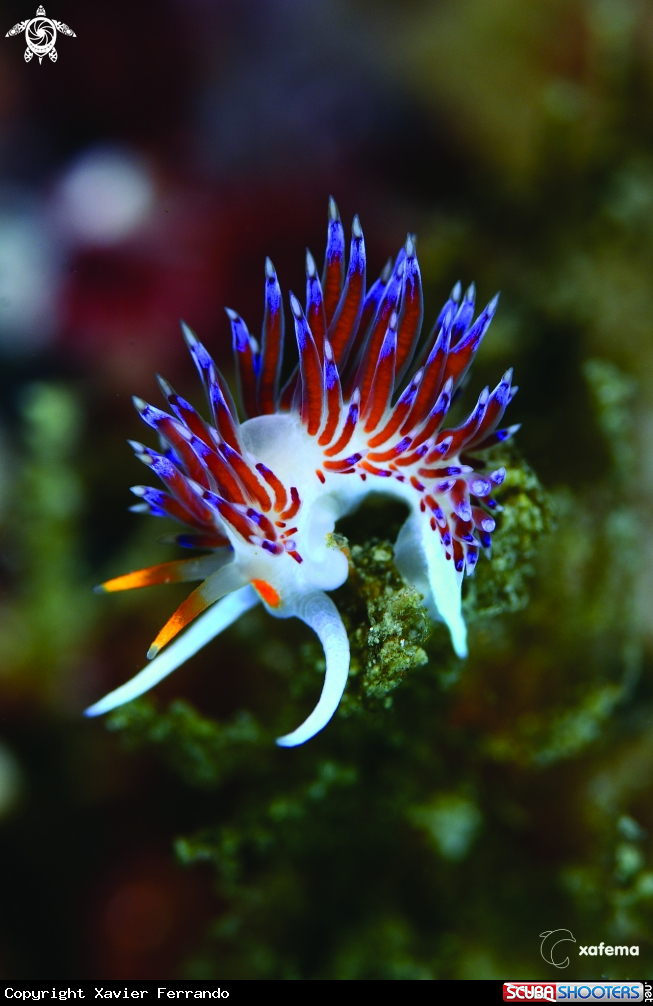 A Cratena peregrina