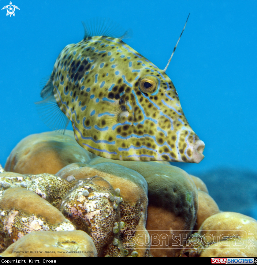 A Scribbled Leatherjacket