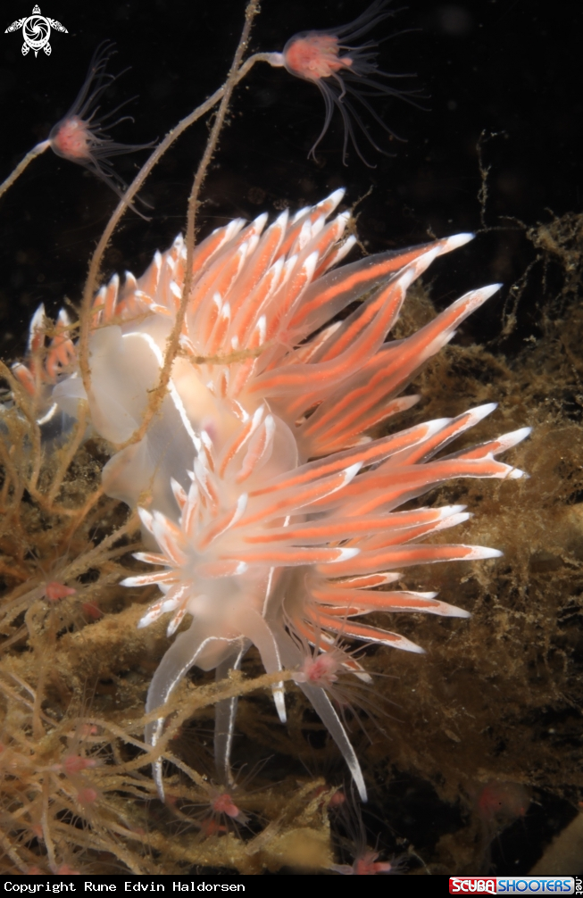 A Fjordia lineata