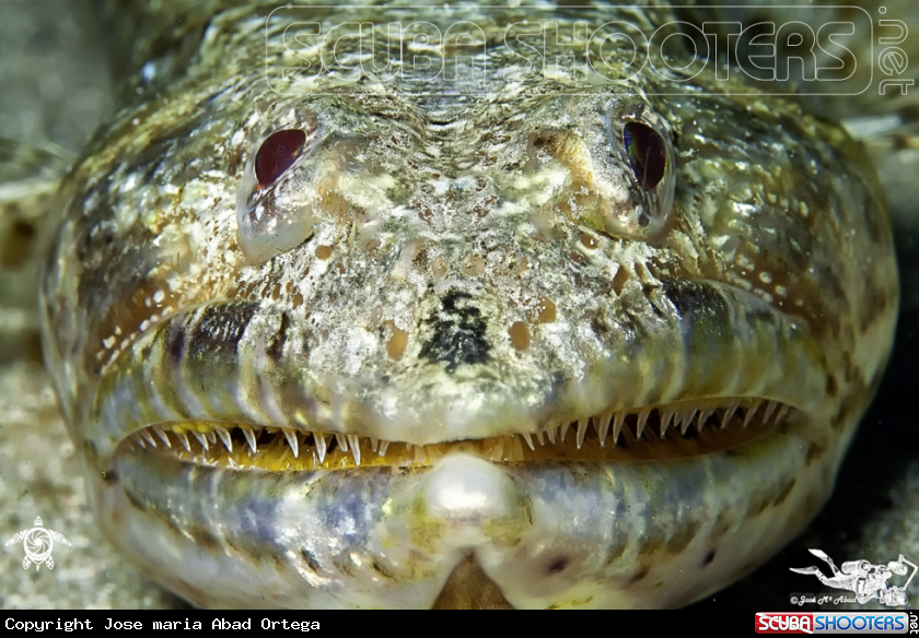 A Pez lagarto