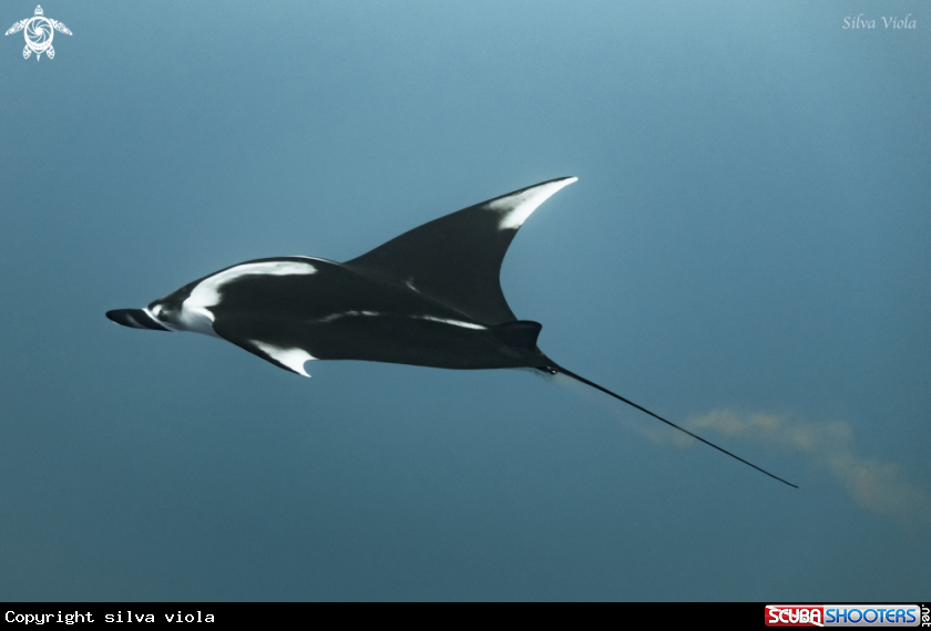 A Giant Oceanic Manta 