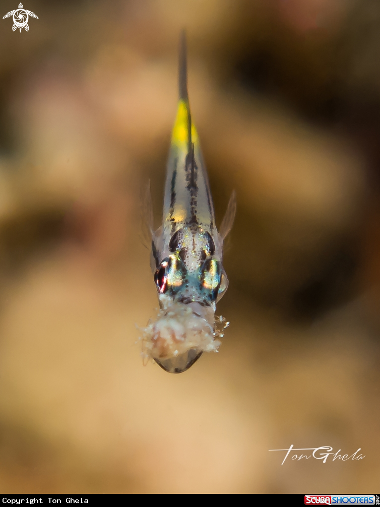 A Goby