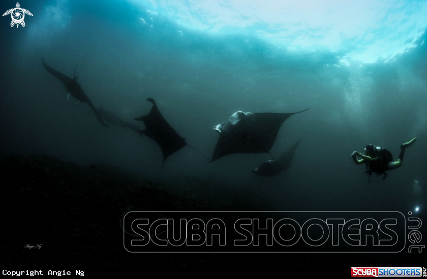 A MANTA