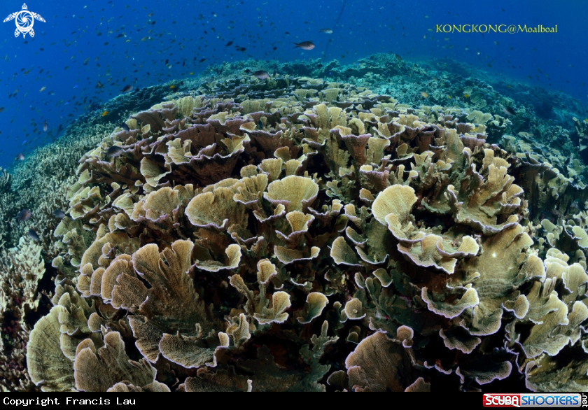 A Hard Coral