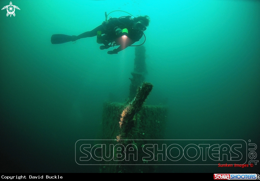 A underwater creature