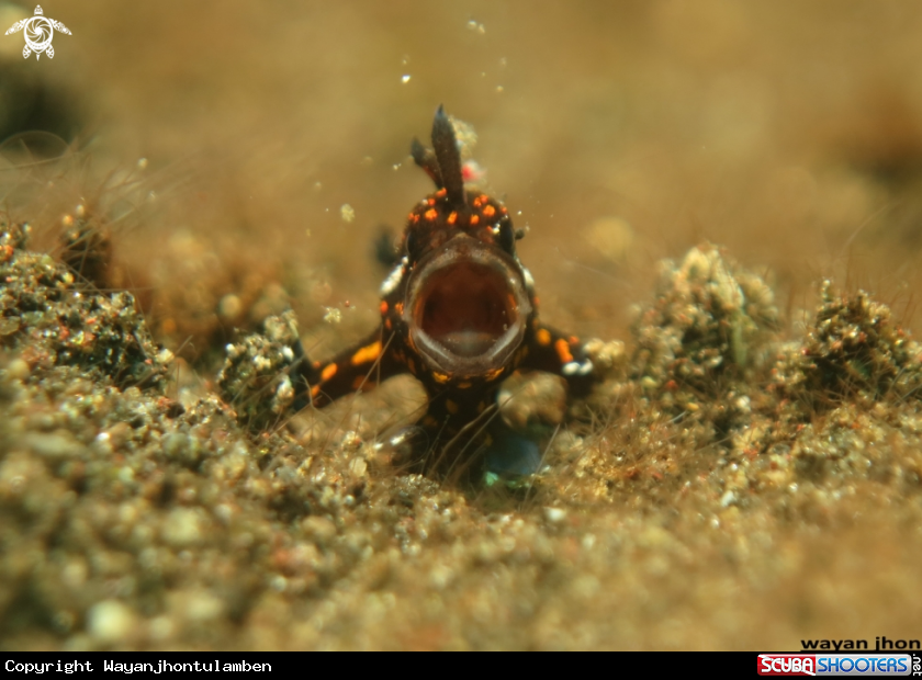 A Baby frogfish