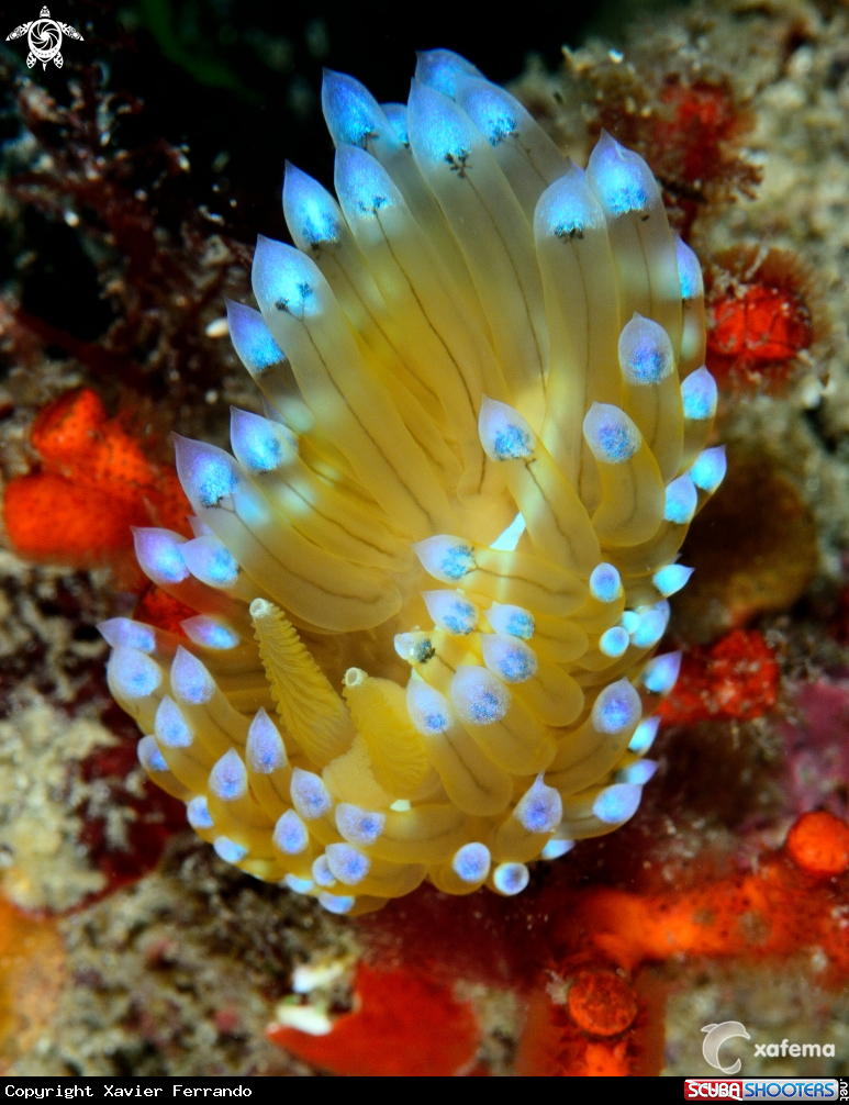 A Janolus cristatus
