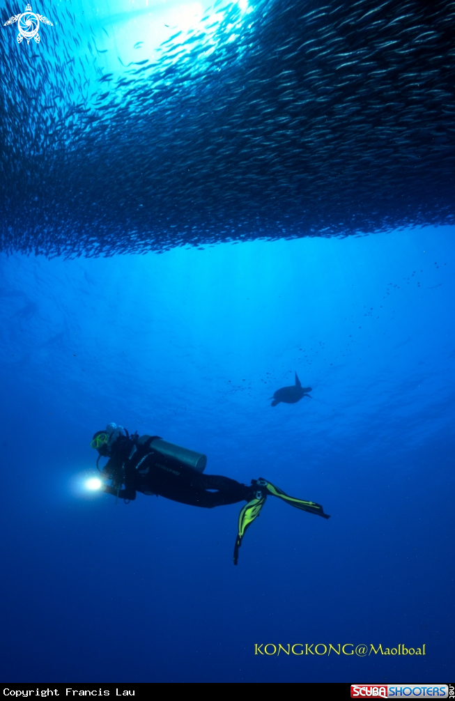 A Sardines