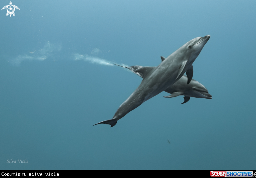 A Bottlenose Dolphin 