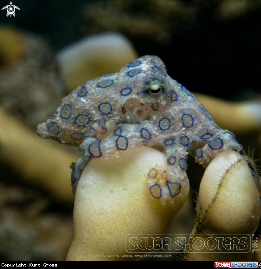 A blue ring octopus