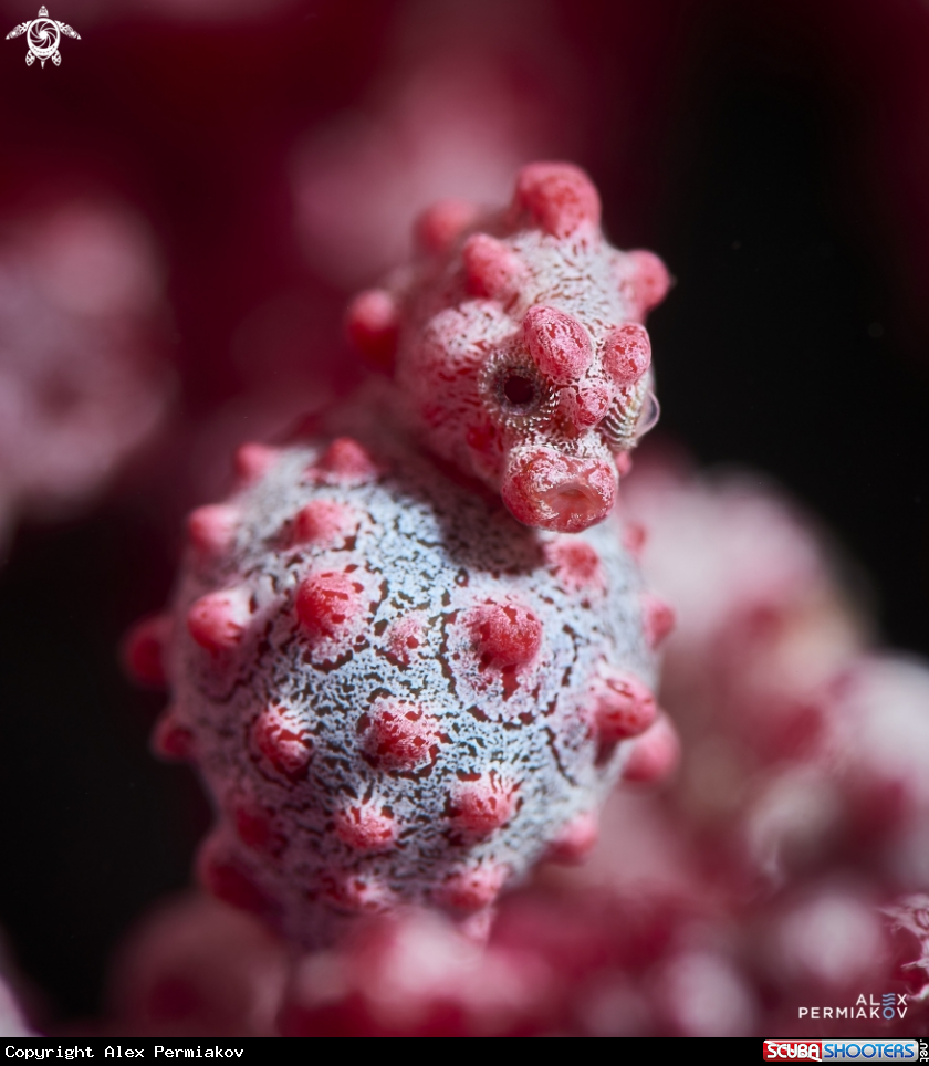 A seahorse