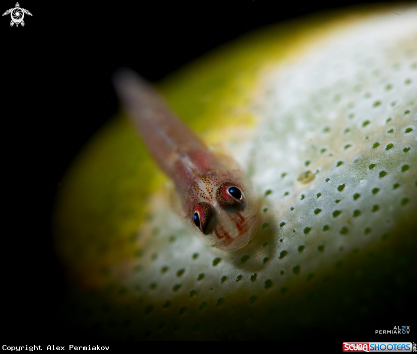 A goby