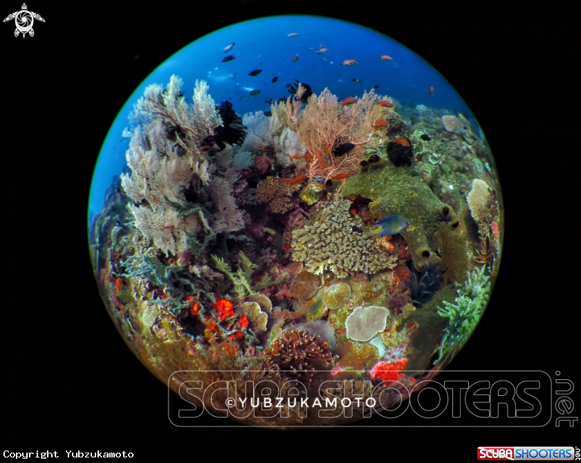 A Coral Reef