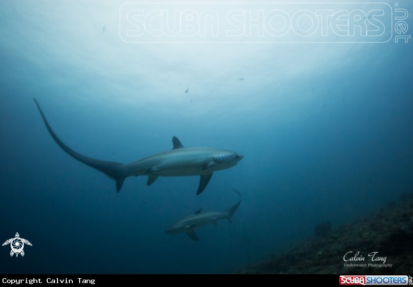 A Thresher shark
