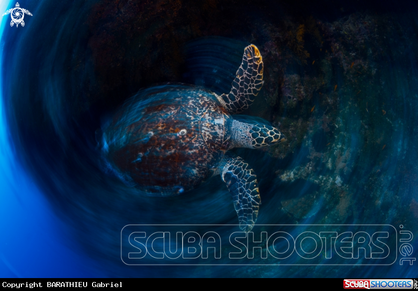 A Hawksbill Turtle