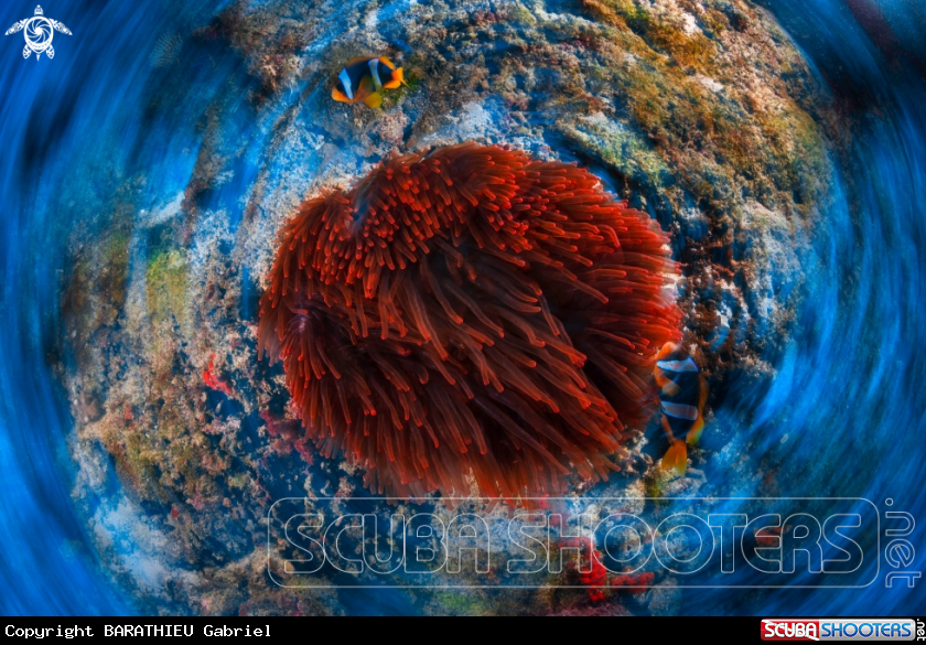 A Red anemon