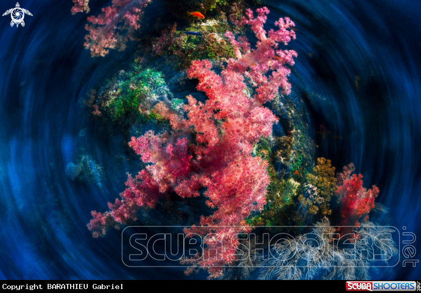 A Coral,alcionaire