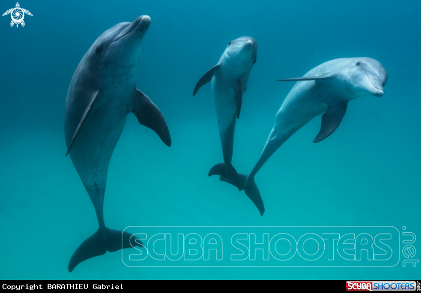 A Bottlenose dolphin