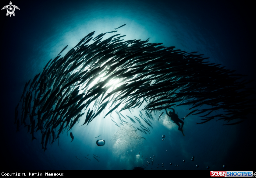 A Barracuda